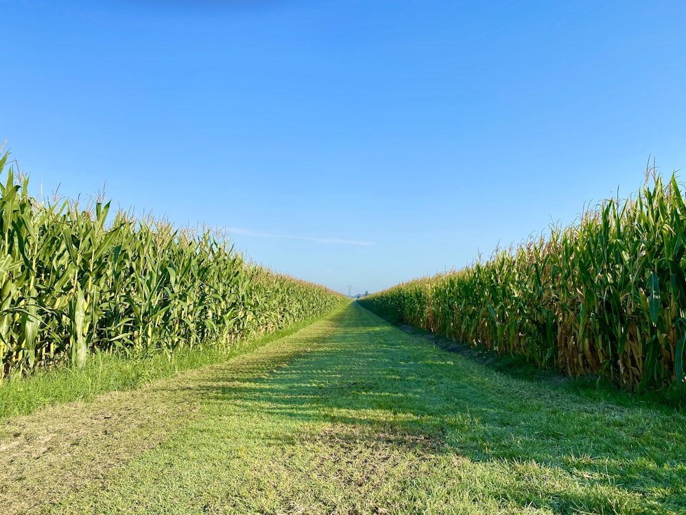 green grass field under blue sky during daytime