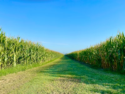 green grass field under blue sky during daytime indian corn google meet background