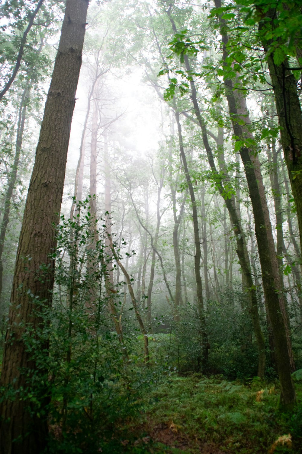 alberi verdi sulla foresta durante il giorno