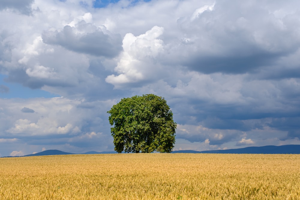 green tree in the middle of yellow field under white clouds