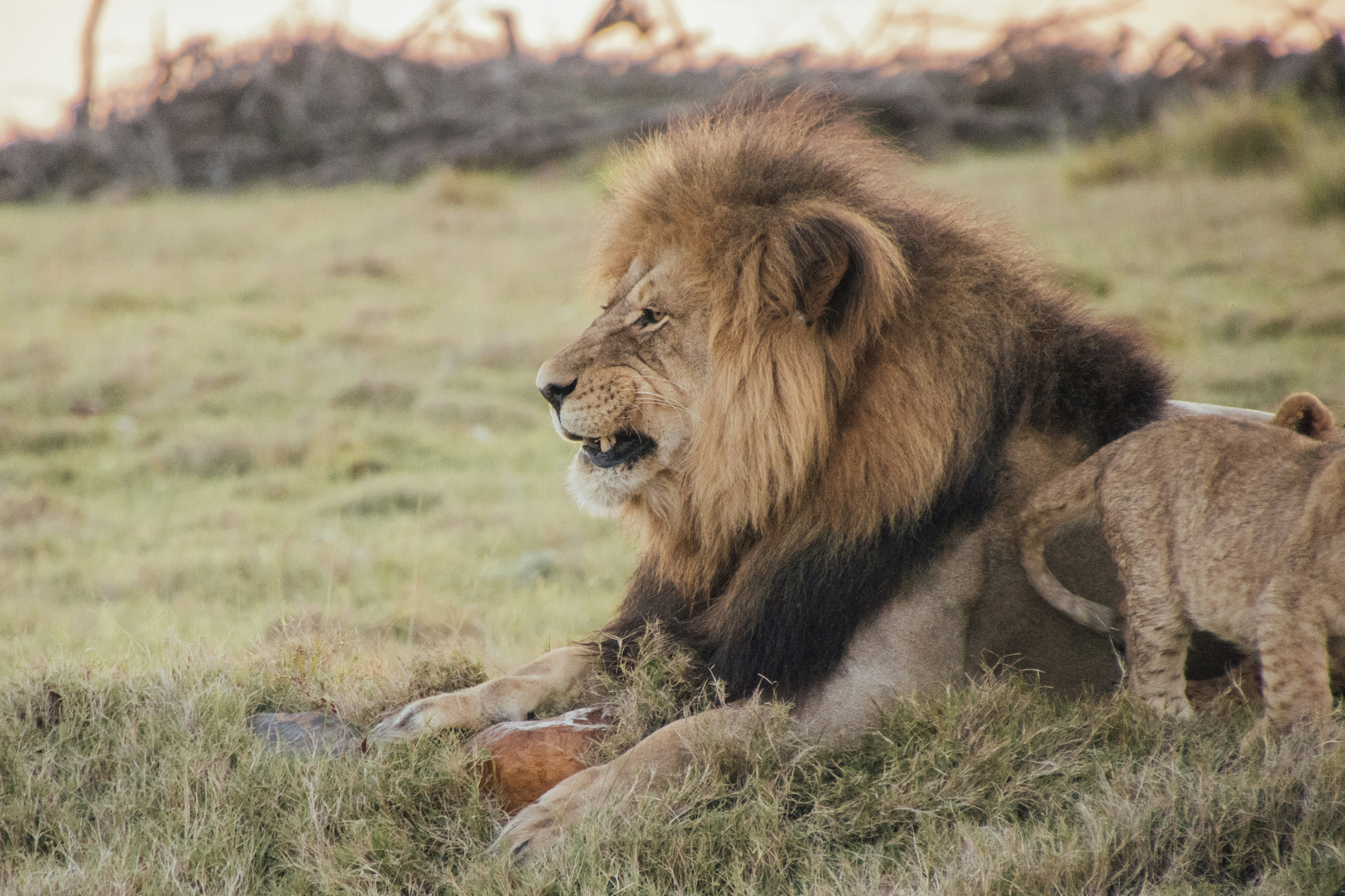 brown lion lying on green grass field during daytime