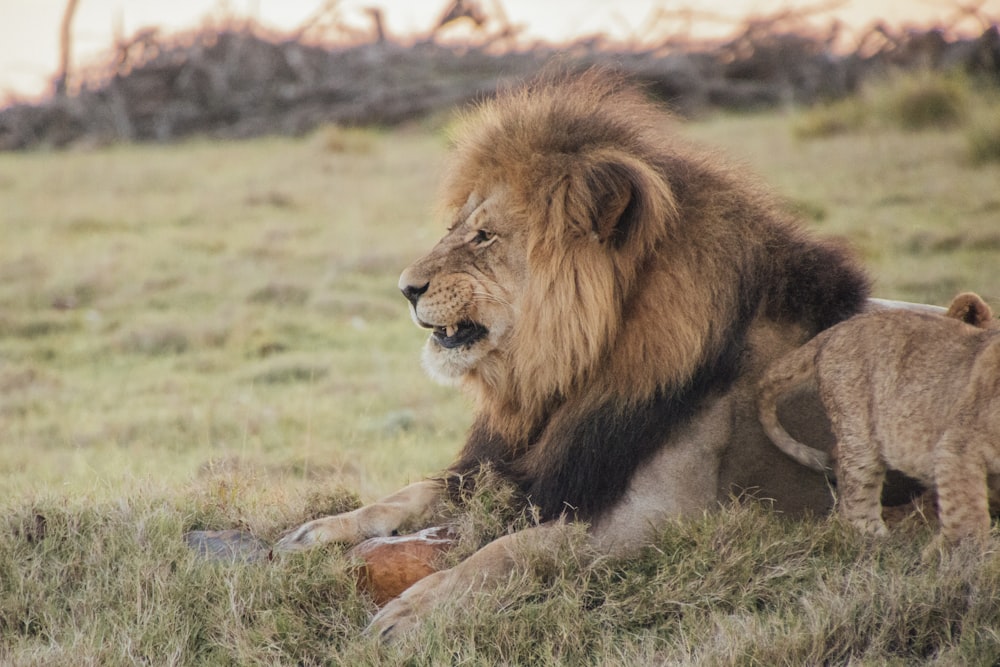 brown lion lying on green grass field during daytime