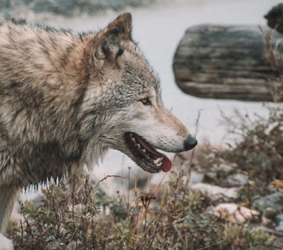 A wolf is seen in a natural setting with a side profile view, showcasing its thick fur and alert expression. The background consists of overgrown vegetation and a large log, indicating a wild, outdoor environment.