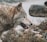 A wolf is seen in a natural setting with a side profile view, showcasing its thick fur and alert expression. The background consists of overgrown vegetation and a large log, indicating a wild, outdoor environment.