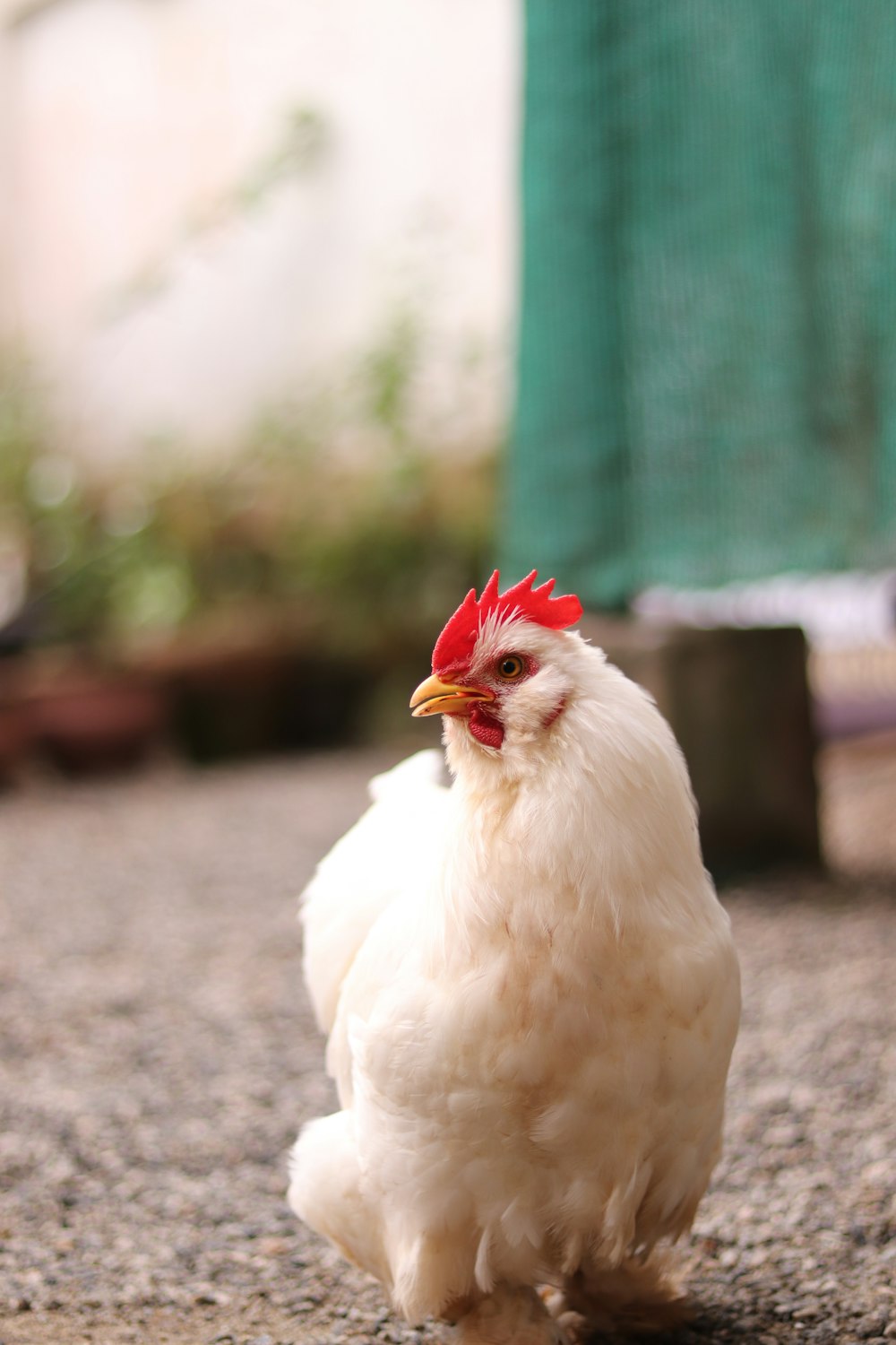 weißes Huhn tagsüber auf grauem Betonboden