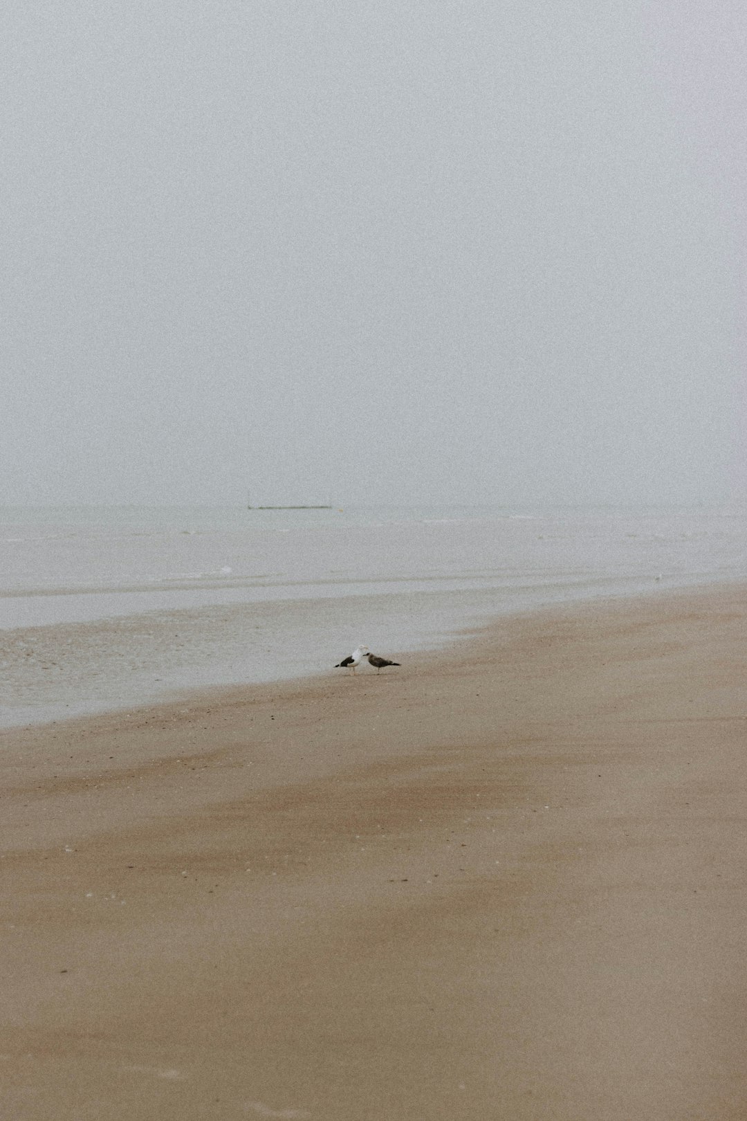 white bird on brown sand near body of water during daytime