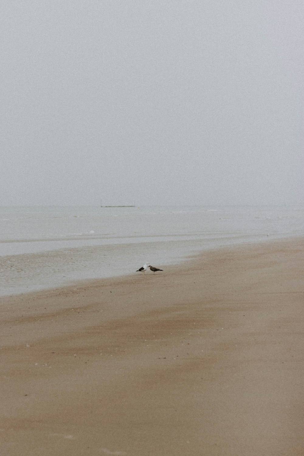 white bird on brown sand near body of water during daytime