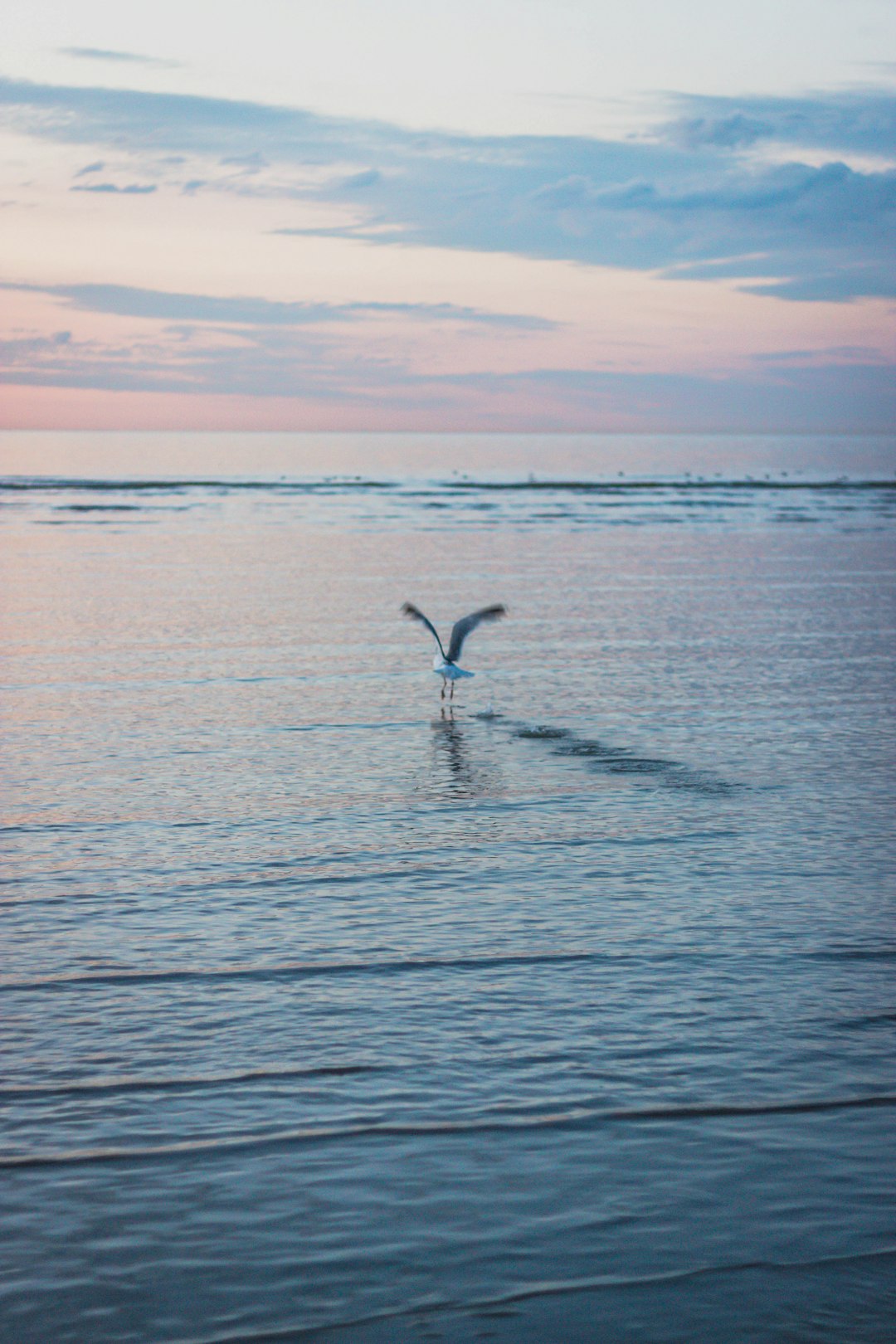 bird flying over the sea during daytime