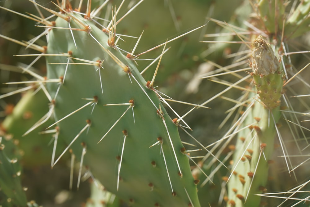 a close up of a cactus plant with lots of spikes