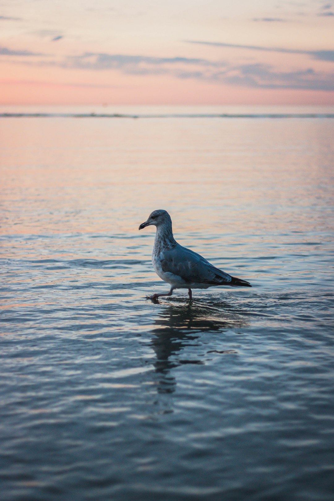 blue and white bird on water during daytime
