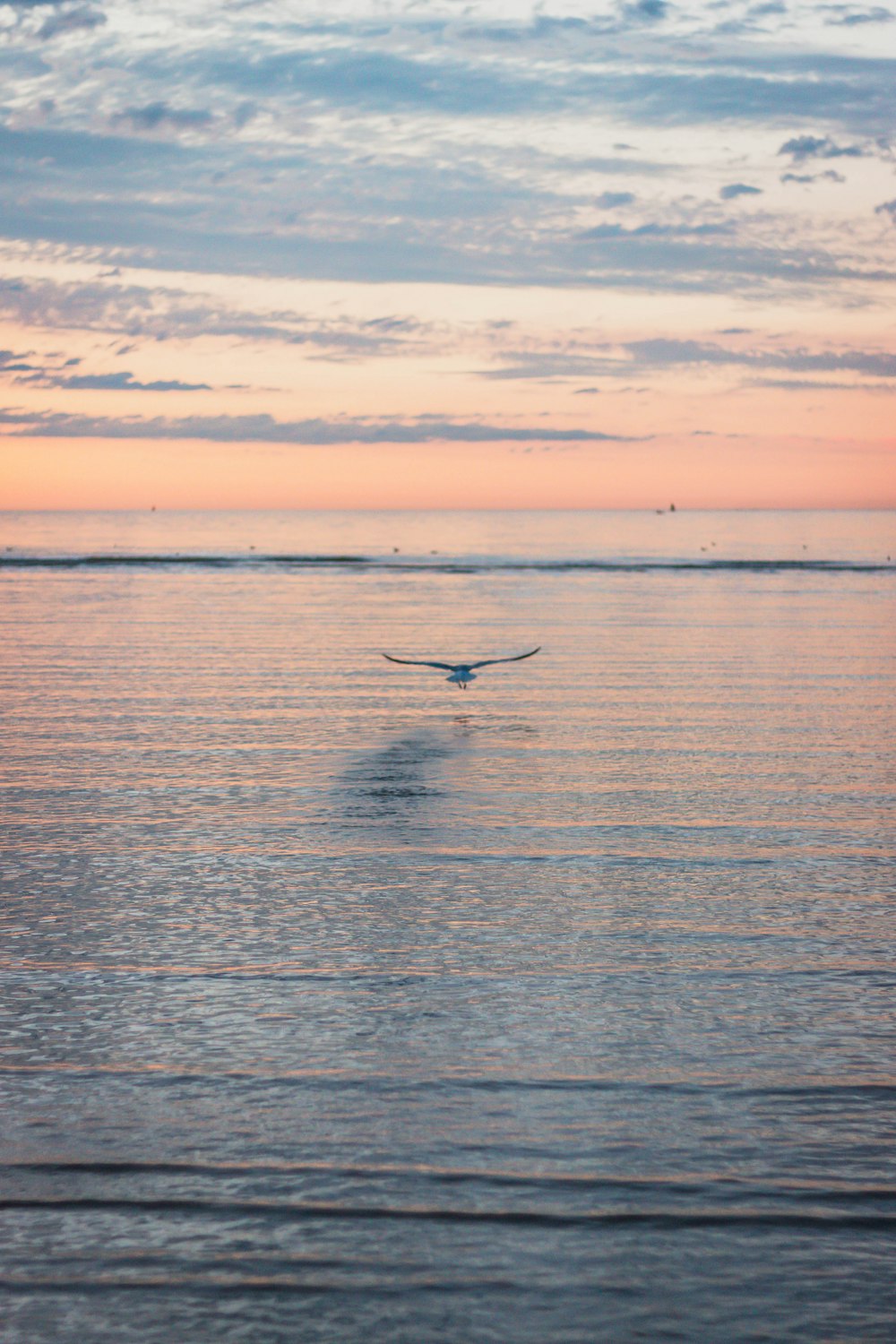 Vogel, der während des Sonnenuntergangs über das Meer fliegt