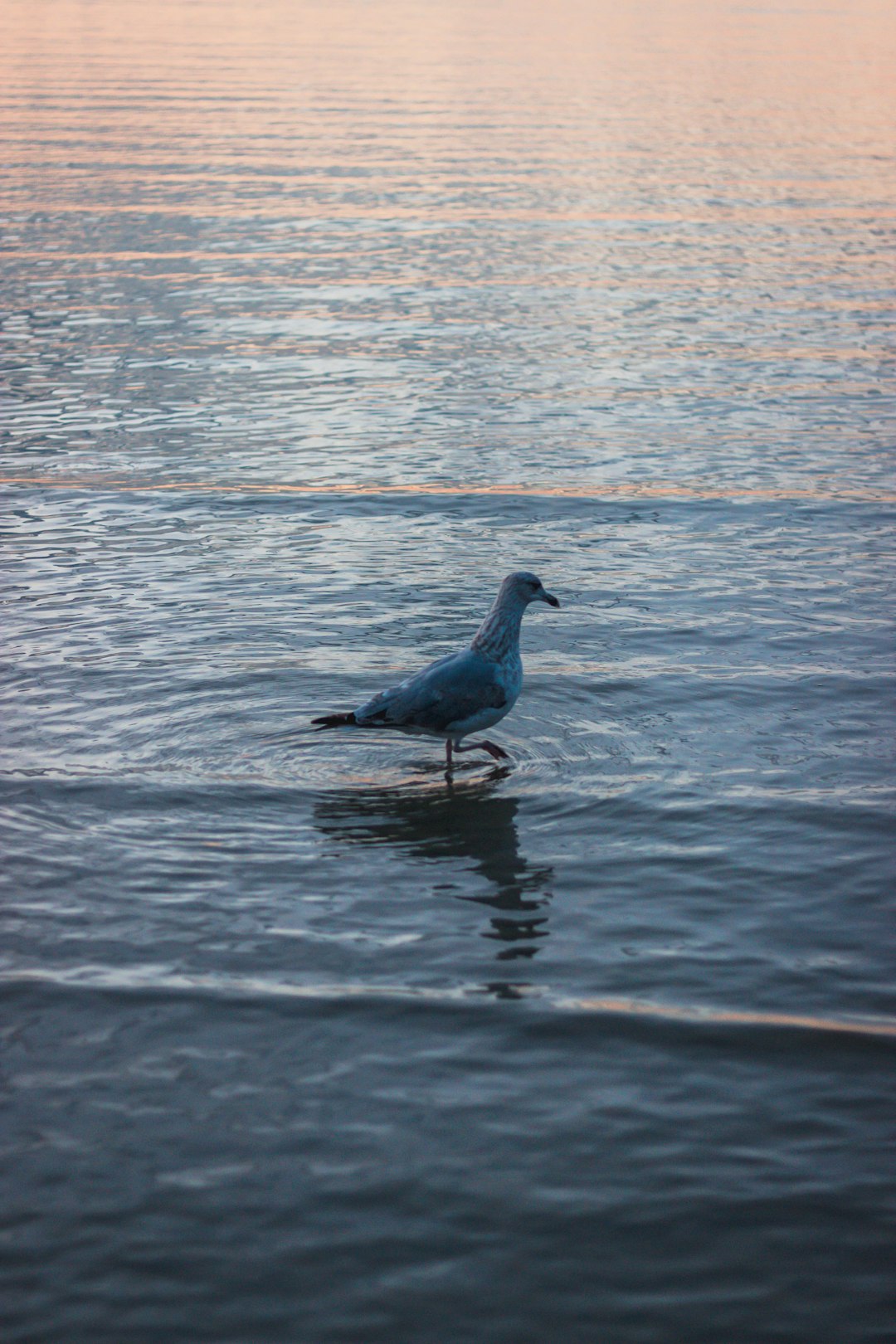 blue bird on body of water during daytime