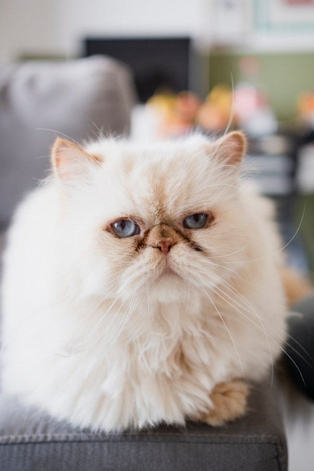 Titre : Le Chat Persan : Une Majesté Ronronnante au Cœur Tendre Titre : Le Chat Persan : Une Majesté Ronronnante au Cœur Tendre