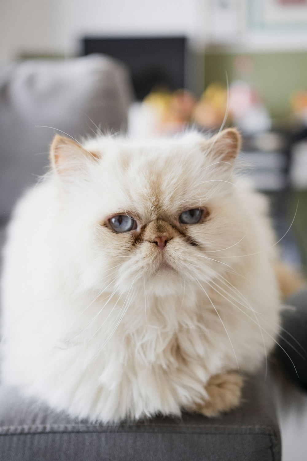 white persian cat on black and white textile