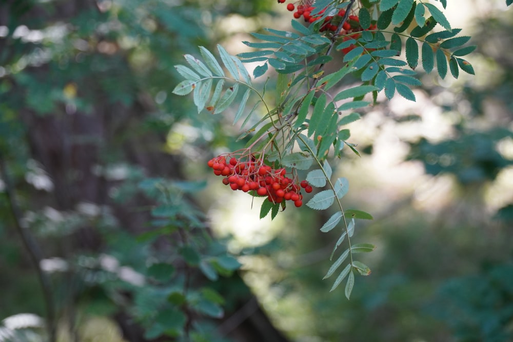 red round fruits on green leaves during daytime