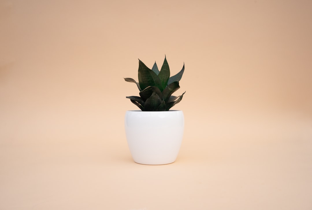 green succulent plant on white ceramic pot