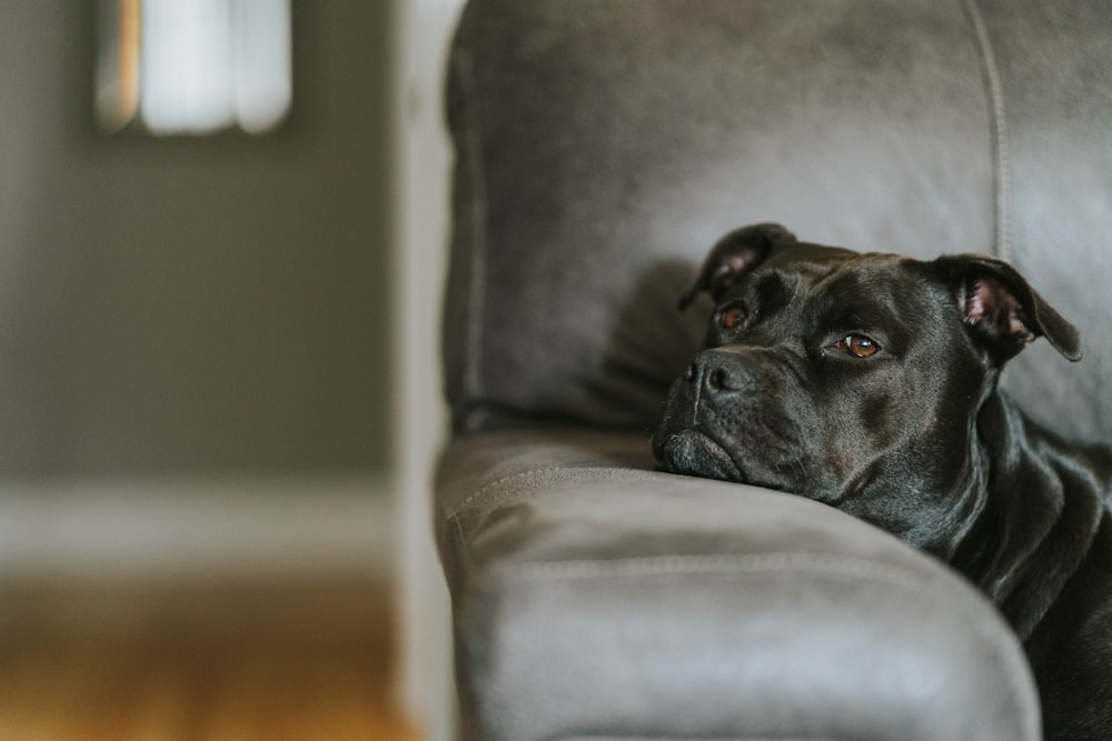 black labrador retriever lying on brown leather couch