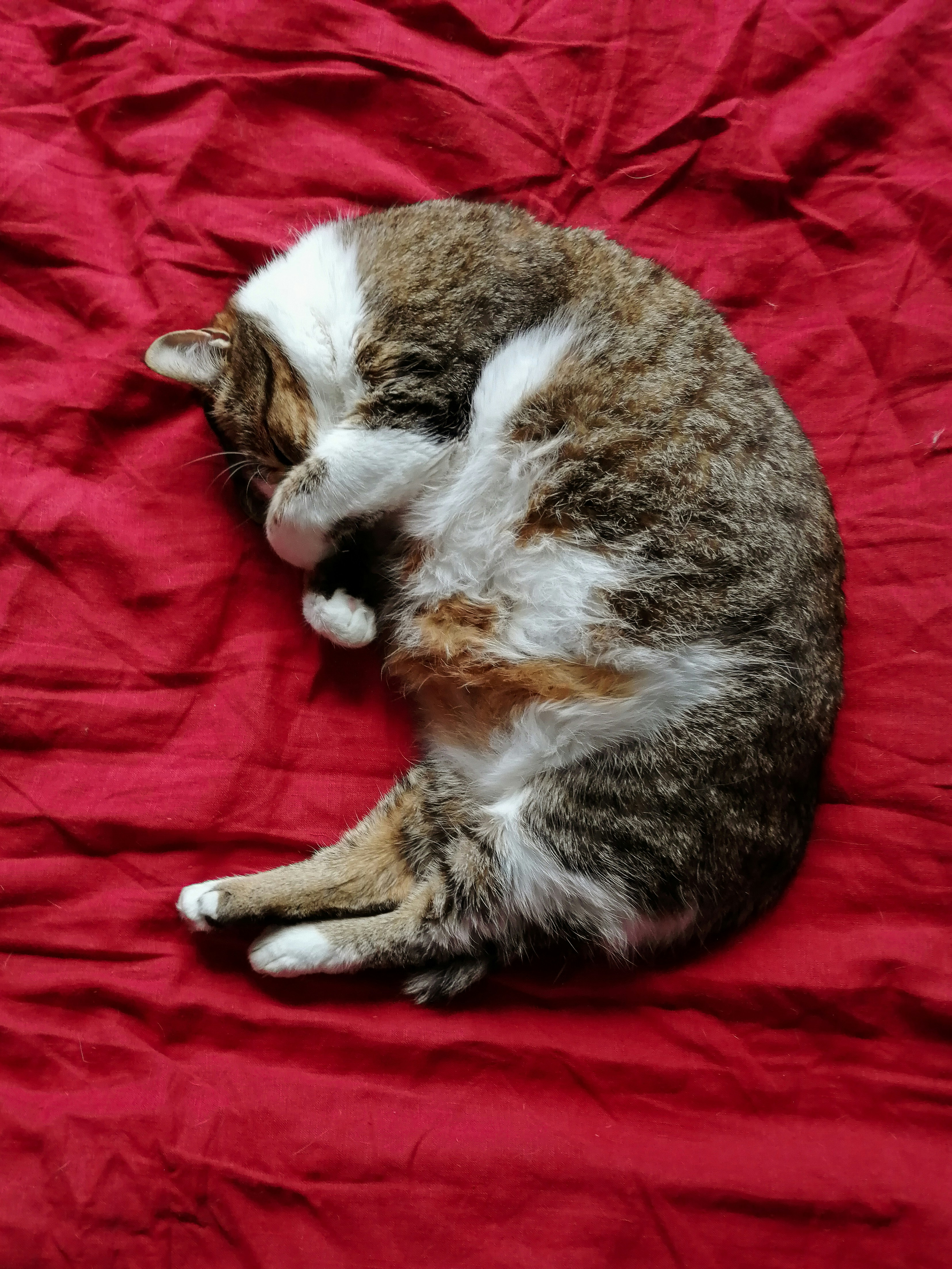 They're Showing Off Their Belly Without Fear (image credits: unsplash)