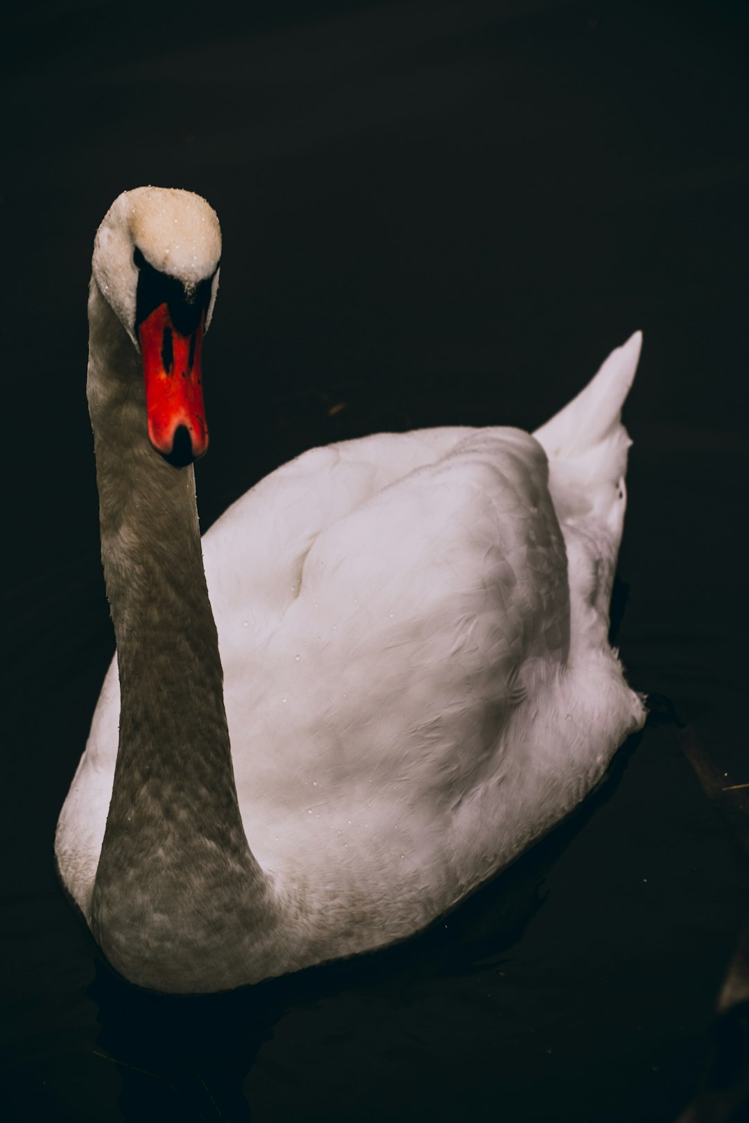 white swan on water during daytime