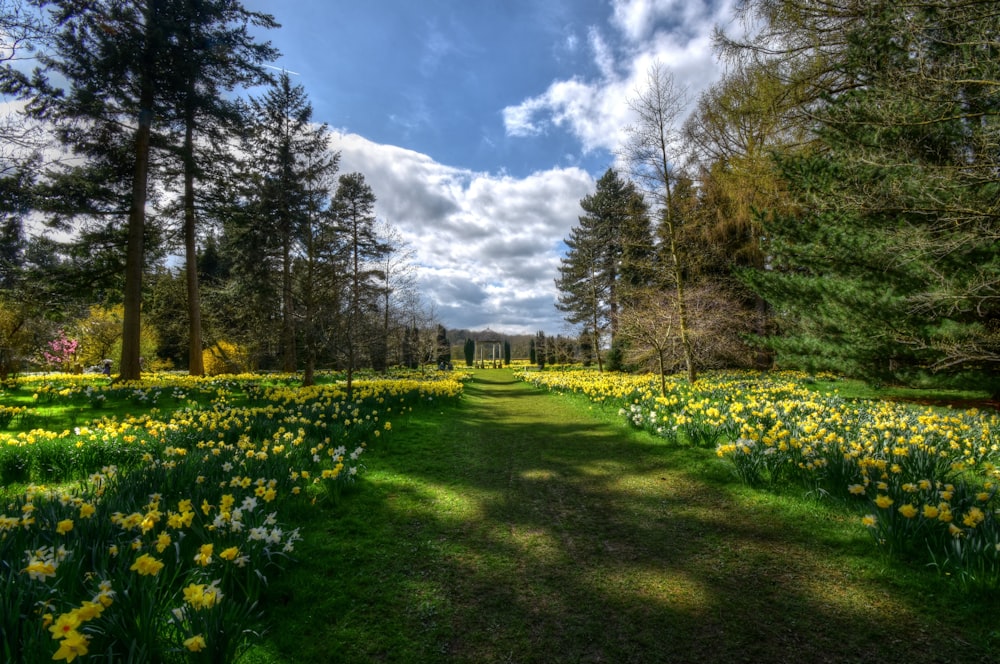 green grass field with trees under blue sky during daytime