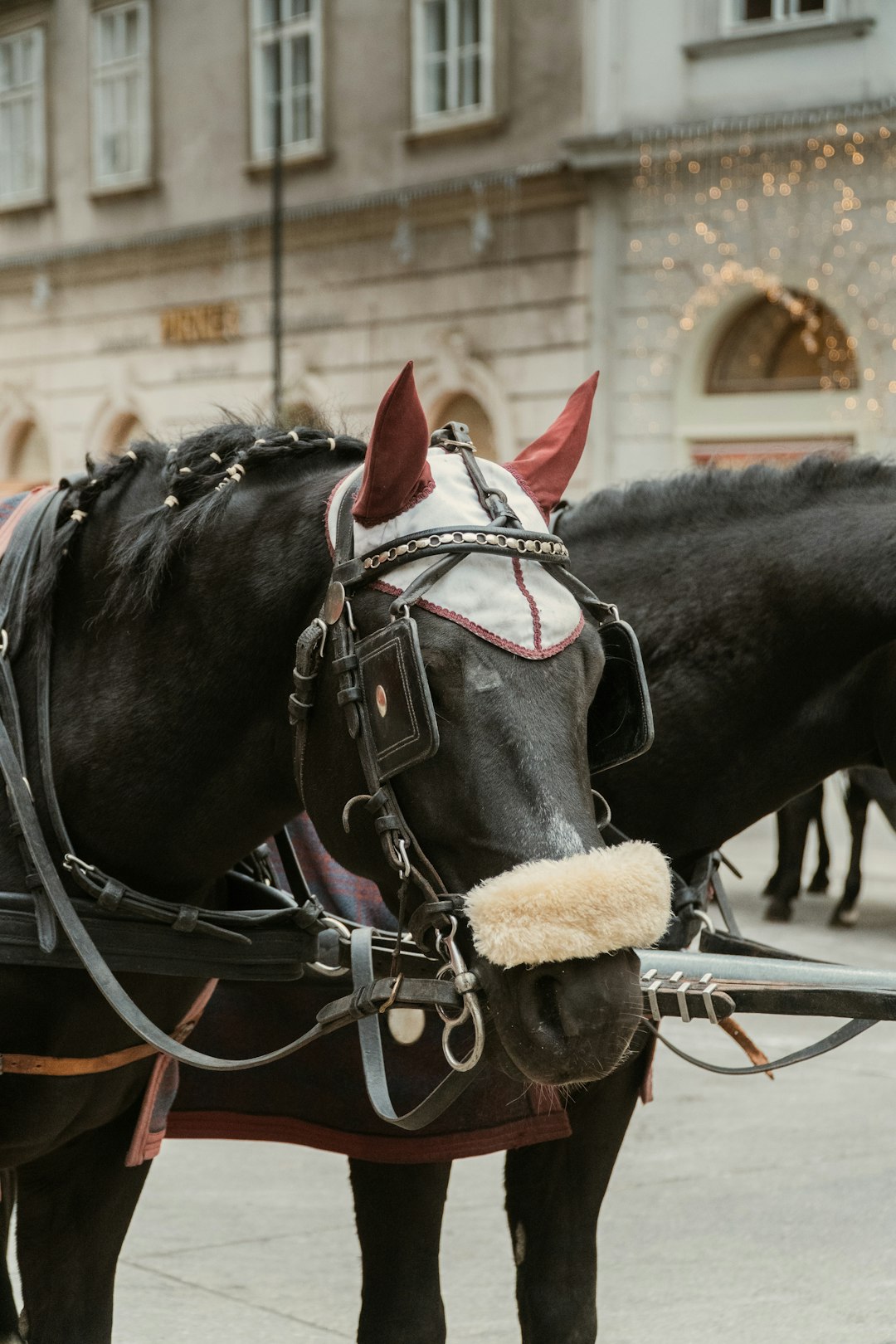 black horse with brown leather saddle