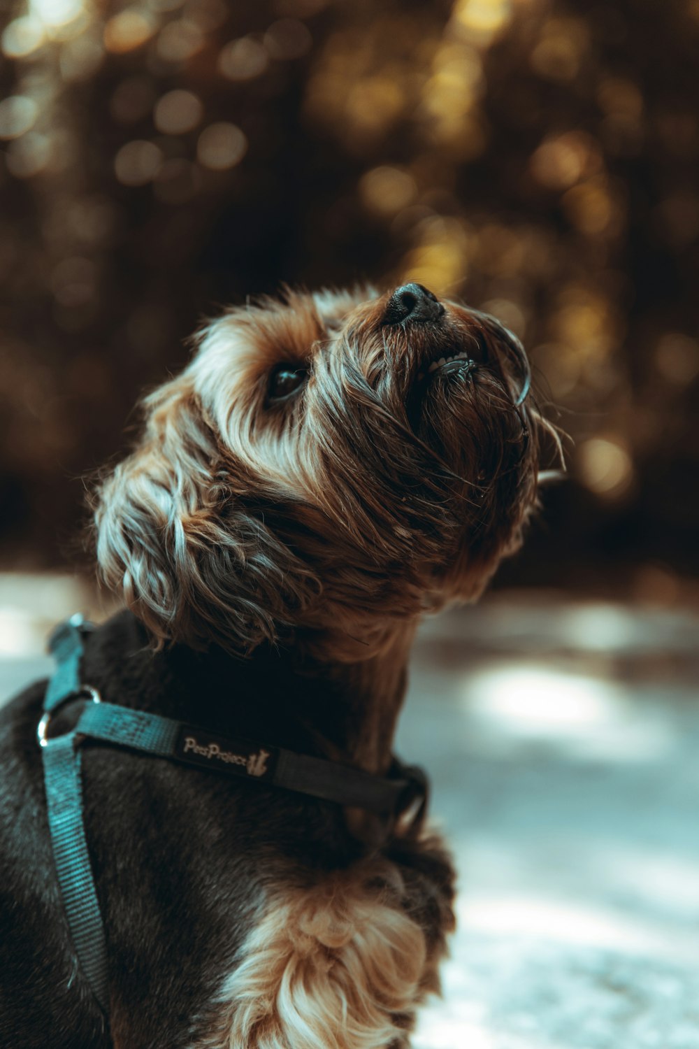 brown long coated small dog with blue leash