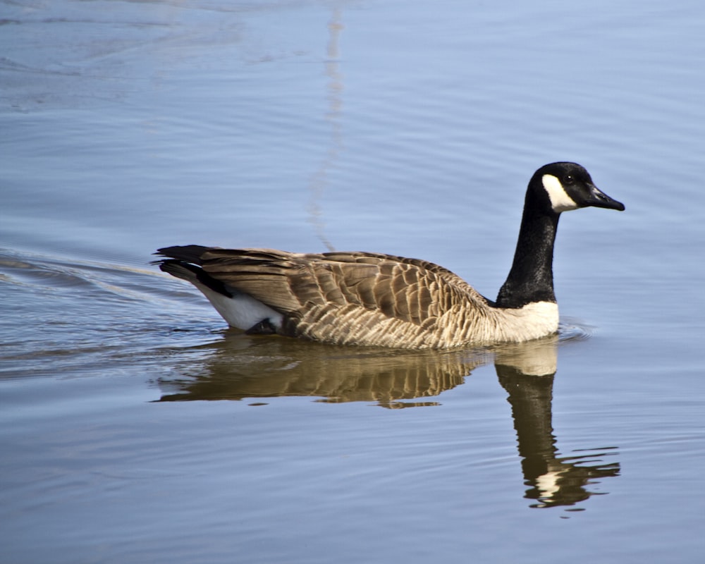 brown and black duck on water during daytime