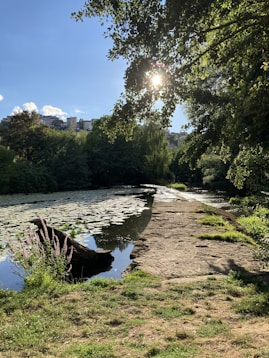 river between green trees under blue sky during daytime