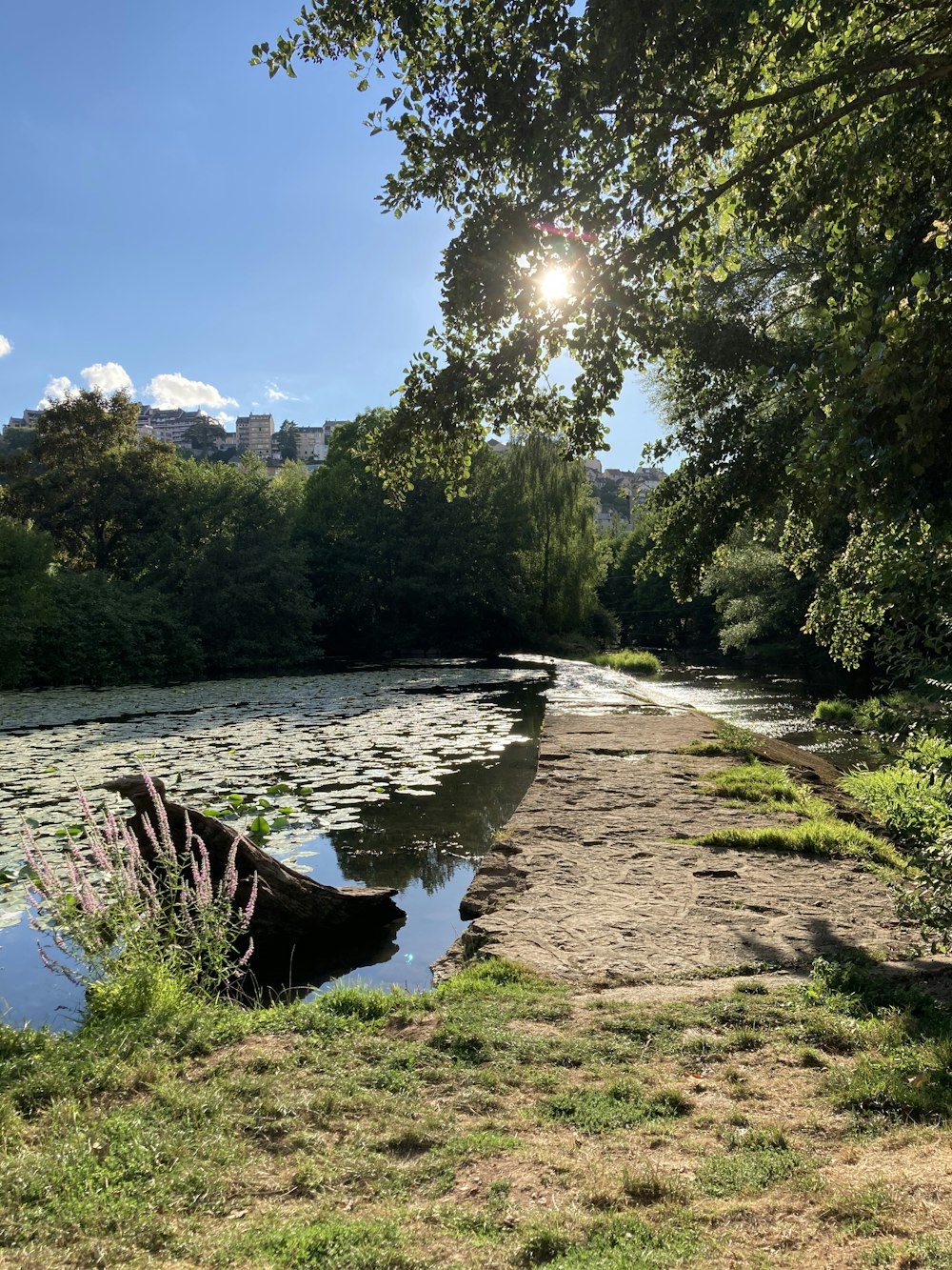 río entre árboles verdes bajo el cielo azul durante el día