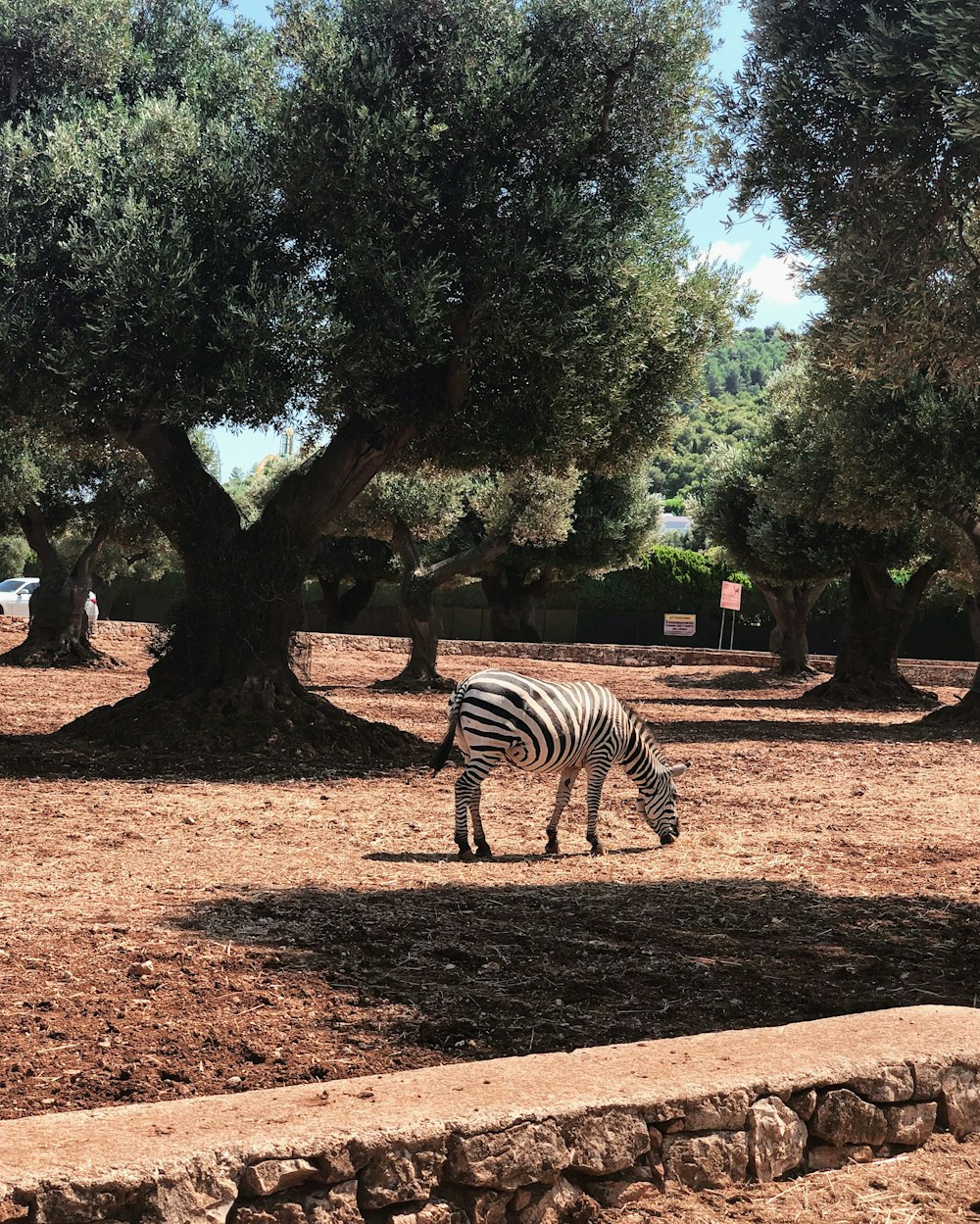 zebra standing on brown soil near green trees during daytime
