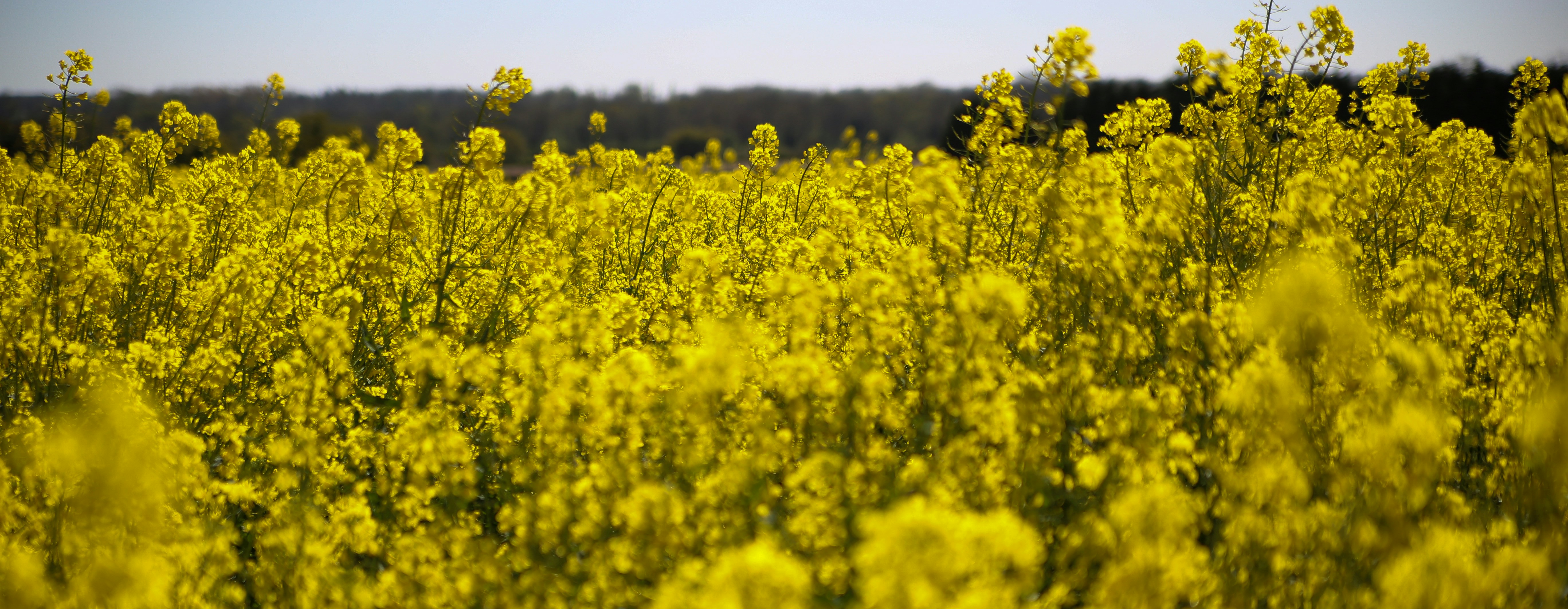 Australian Oilseeds Announces Fourth Quarter and Full Year Fiscal 2025 Financial Results