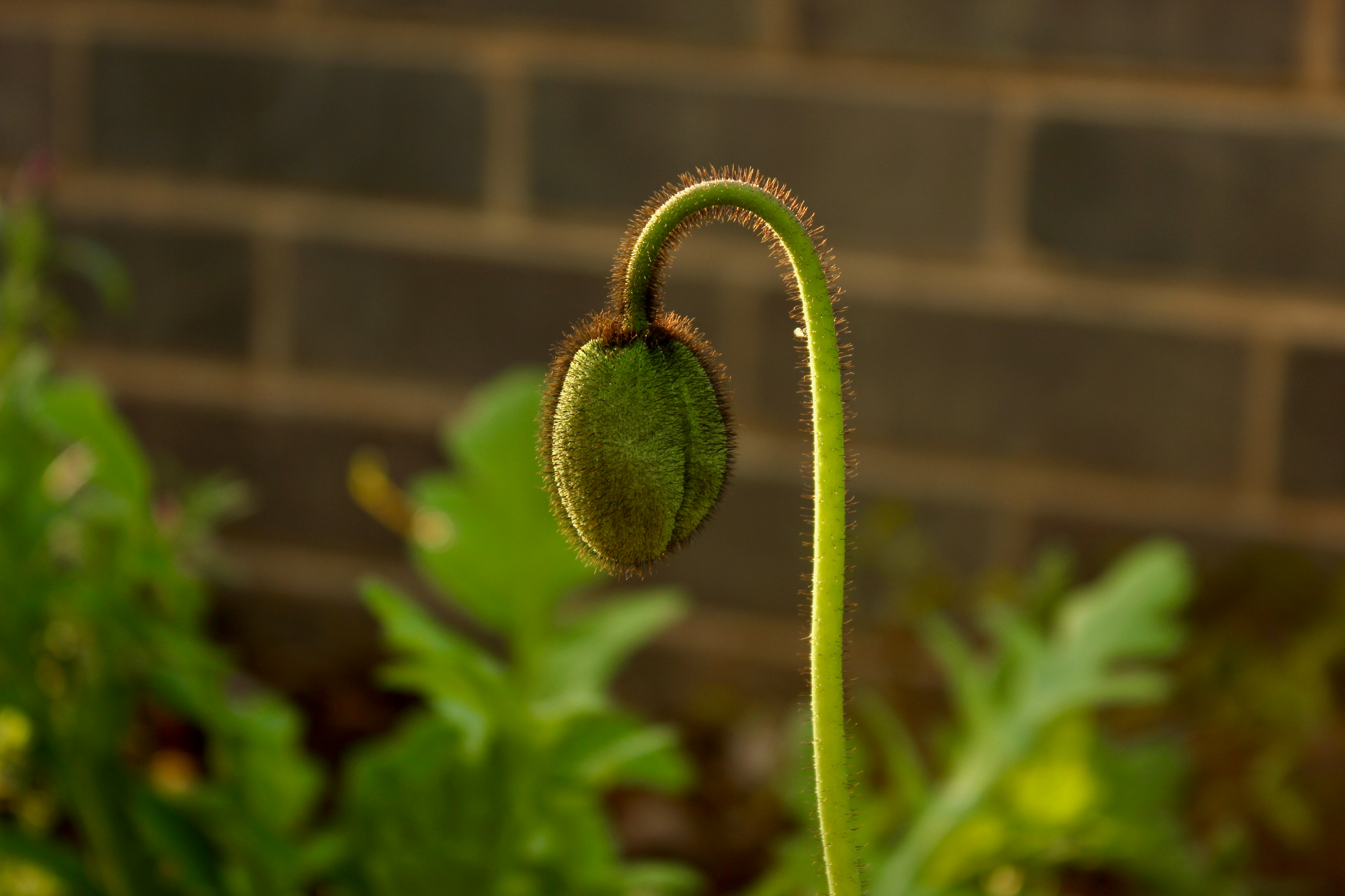 Green plant in close-up photography