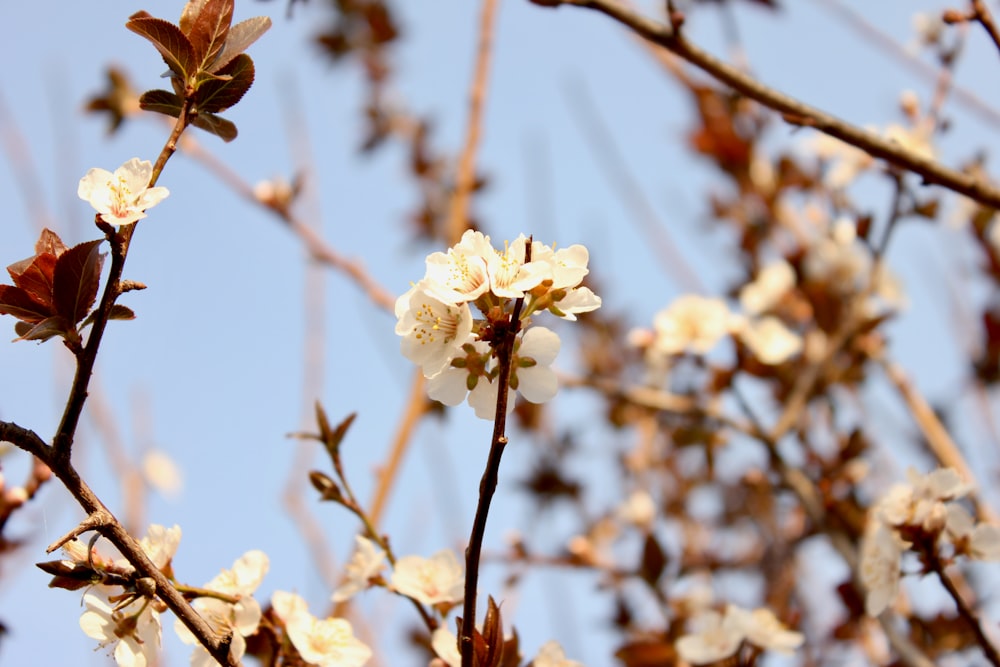 white cherry blossom in bloom during daytime