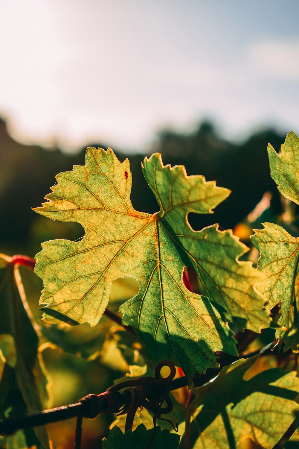 green maple leaf in close up photography