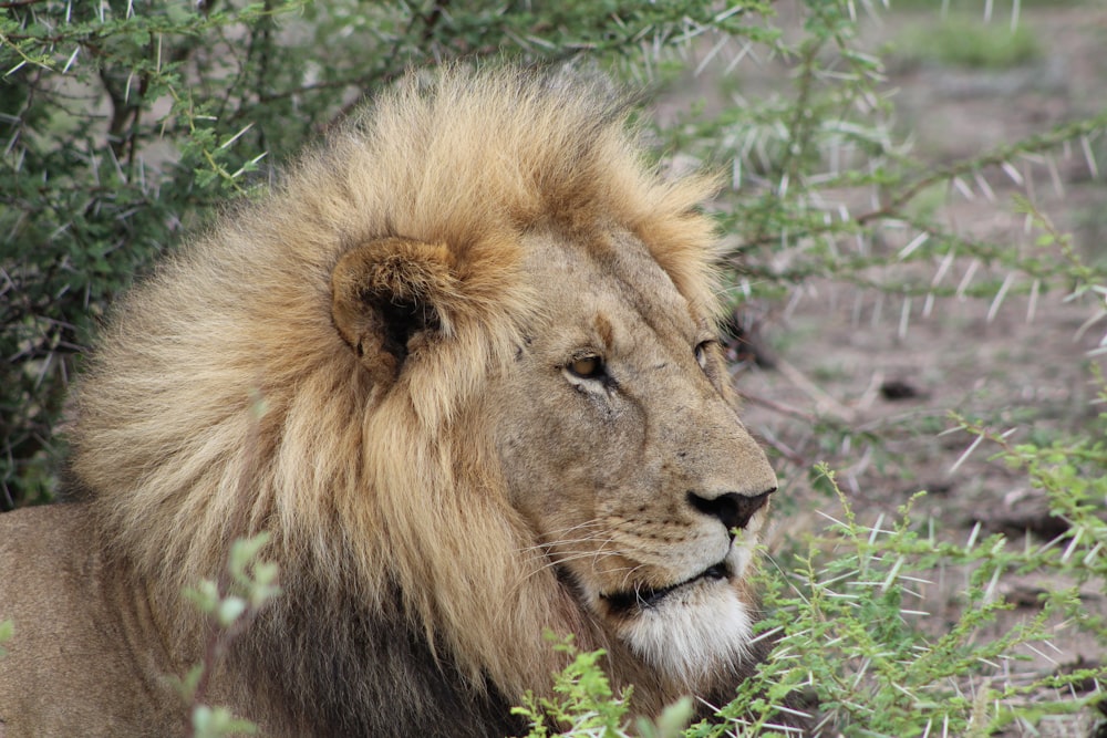 León acostado en la hierba verde durante el día