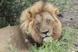 A majestic lion resting under the golden savannah sun, embodying strength and calm.