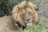 A majestic lion with a thick, golden mane rests peacefully amidst lush green foliage, eyes gently closed, conveying a sense of tranquility and natural beauty.