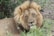 A majestic lion with a thick, golden mane rests peacefully amidst lush green foliage, eyes gently closed, conveying a sense of tranquility and natural beauty.