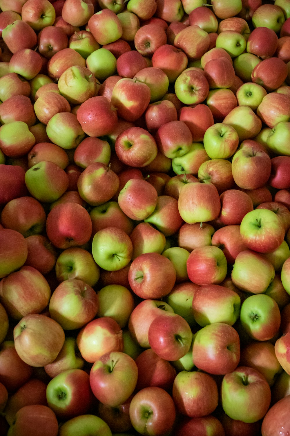 red and green apple fruits