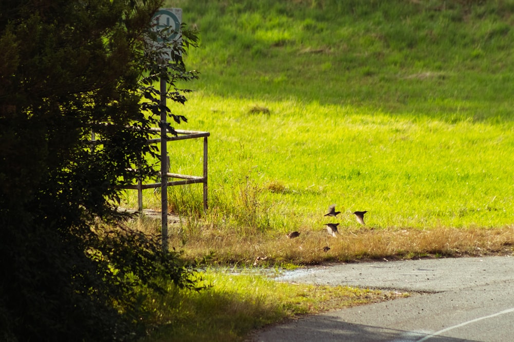 black bird on road during daytime