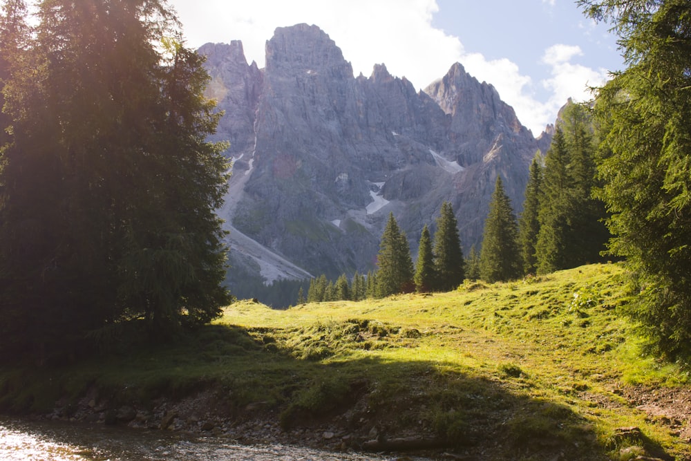 a river running through a lush green forest