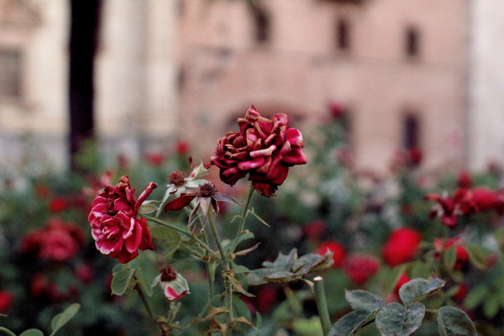 red roses in tilt shift lens