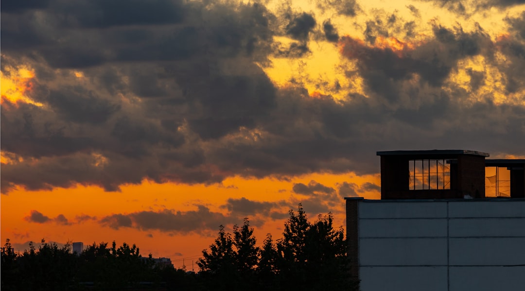 silhouette of trees during sunset