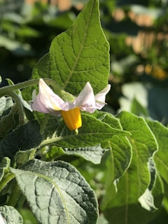 A close-up of a colorful flower in natural light.