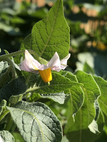 A close-up of a colorful flower in natural light.