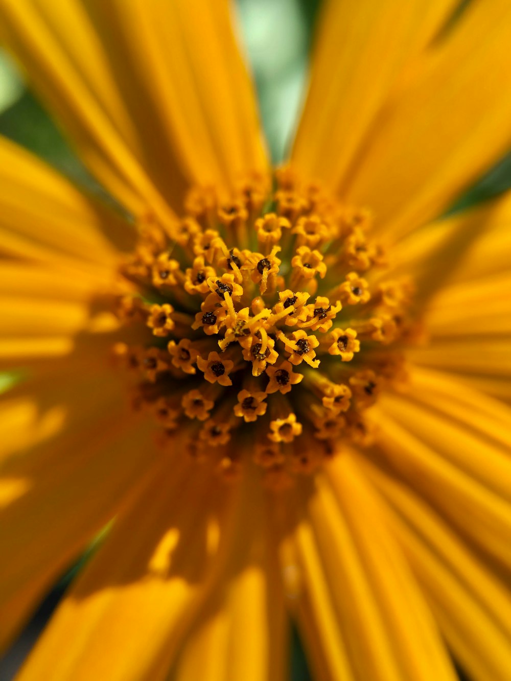 yellow sunflower in close up photography