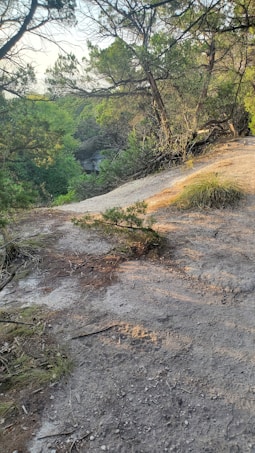 A natural landscape featuring a dirt pathway surrounded by various trees and shrubs. The scene is set in a forested area, with sunlight filtering through the branches, casting soft shadows on the ground. The vegetation is a mix of evergreens and dry grasses, indicating a woodland environment.