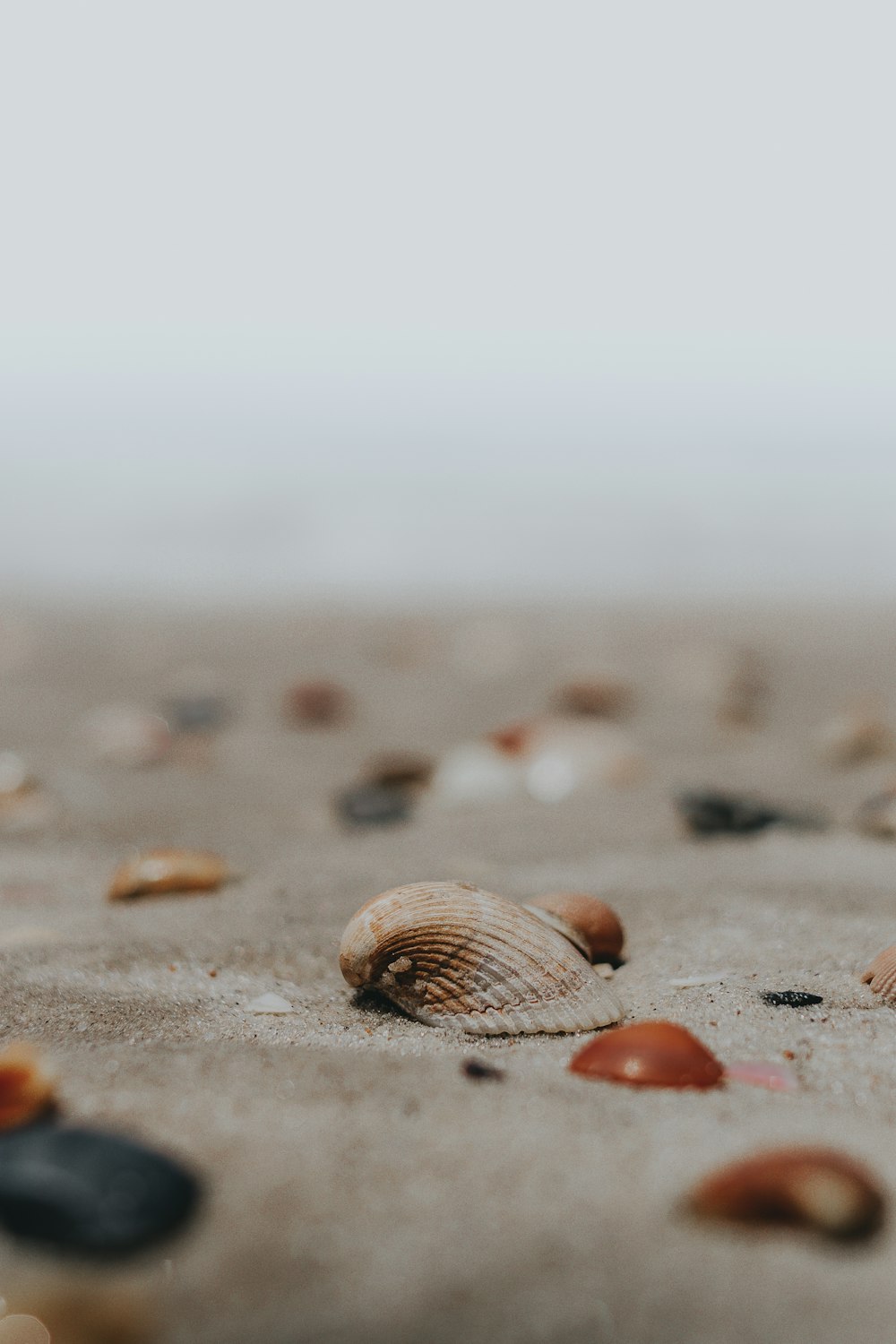 brown seashell on gray sand during daytime