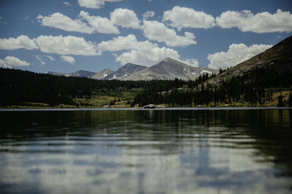 green trees near lake under blue sky and white clouds during daytime