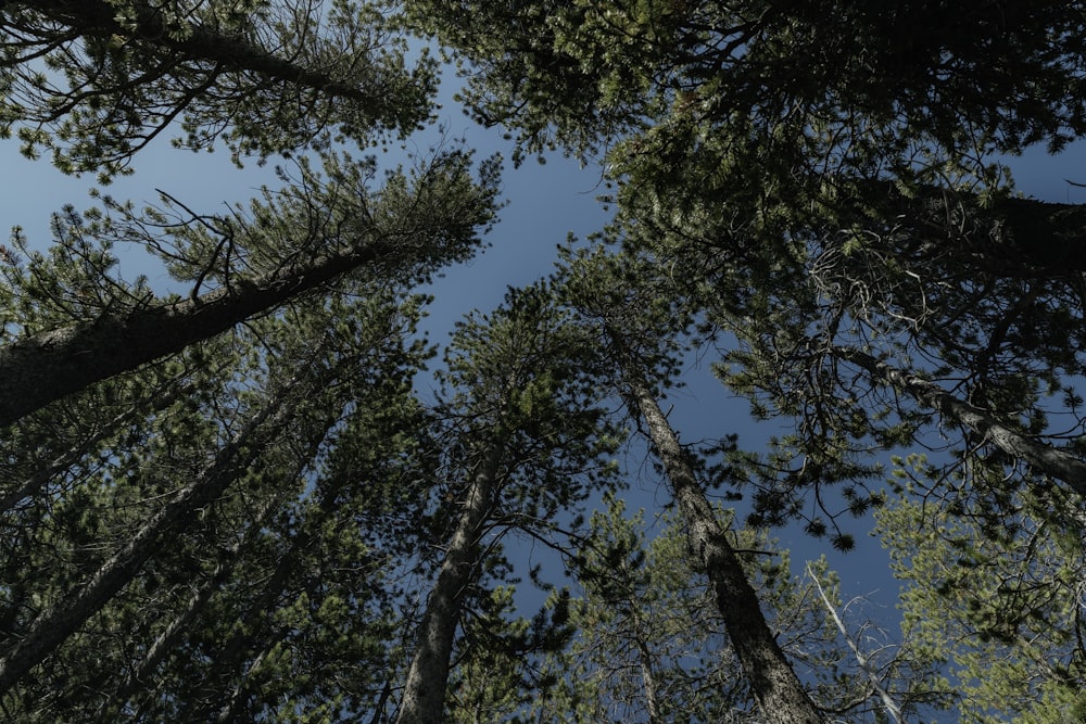 green trees under blue sky during daytime